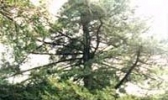 华东黄杉