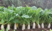 桑植萝卜