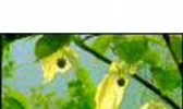 中国鸽子花树