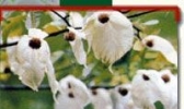 中国鸽子花