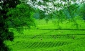 石门茶叶