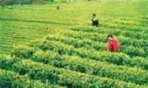 桃源大叶茶