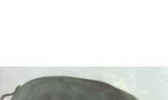 延泉黑猪