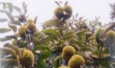 花桥板栗