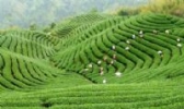 花桥藤茶