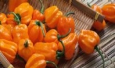 衡东三樟黄辣椒