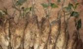 衡山早白薯
