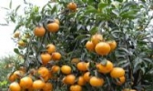 东江湖蜜橘