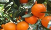 东江湖蜜桔