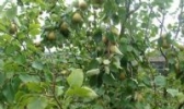 汝城早熟梨