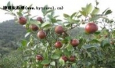 桂阳油茶