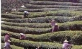 豪峰贡品茶