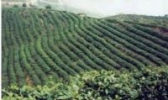 “莽山银翠”茶