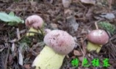 桂东黄菌干