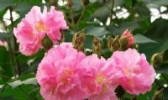蝶屏花卉苗木