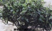 翠云峰毛尖茶