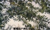 柰李