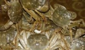 白泥湖大闸蟹
