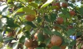 平江油茶
