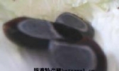 湖彩蛋