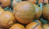 华容道皱皮柑
