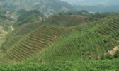 八角溪茶叶