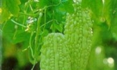 浏阳素食菜