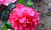 岳麓山杜鹃花