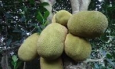 徐闻菠萝蜜