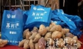 苏村番薯
