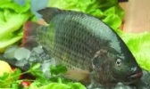 油塘罗非鱼