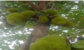 树菠萝