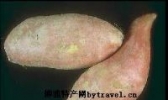 遂溪极品番薯