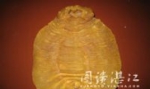 鱼肚
