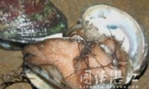 硇洲鲍鱼