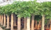 发财树
