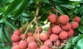 廉江荔枝