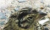 禾花雀