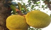 木菠萝