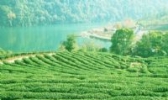 新垌茶