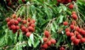 茂南荔枝