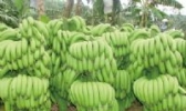 化州香蕉