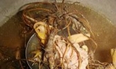 地胆头鸬鸭汤
