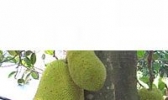 中国红阳桃