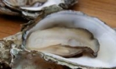 阳西程村蚝