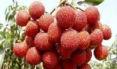 新兴香荔