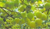 开平青枣