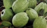 开平番石榴