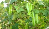 四脸豆
