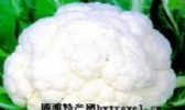 都斛椰菜花